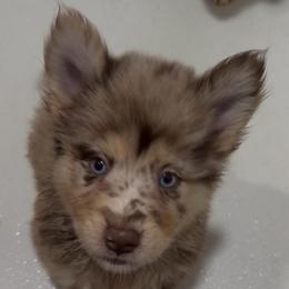 Mister Spacley - Merle male Pomsky puppy in Spring Hill, Florida from PDQ Pomskies