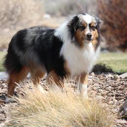 Kilo - Miniature Australian Shepherd