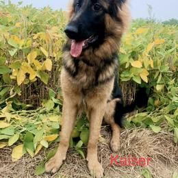 German Shepherd Puppies from Latti’s German Shepherds