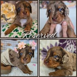Ivy - Red merle female Aussiedoodle puppy in Prescott Valley, Arizona from Ramirez Family Doodles