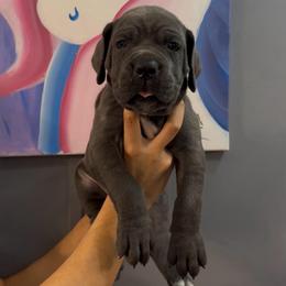 6th pick Female - Gray female Cane Corso puppy in Clewiston, Florida from Far From Average Kennels