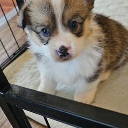 Max - Red male Pembroke Welsh Corgi puppy in Walnut, Iowa from Michelle's House of Corgi's
