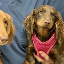 Dachshunds and Doberman Pinschers from Cornerstone Dobermans and Dachshunds