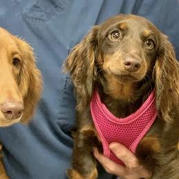Dachshunds and Doberman Pinschers from Cornerstone Dobermans and Dachshunds