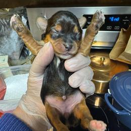 Pipper - Black & tan tri-color female Morkie puppy in Decatur, Texas from Melanie's Morkies