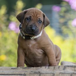 Girl 5 - Red wheaten female Rhodesian Ridgeback puppy in Hillman, Minnesota from Rhoxwood Kennel