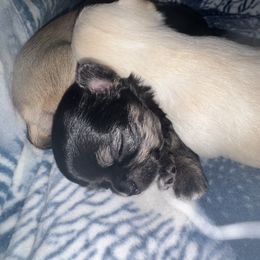 Chihuahua Puppies from Wild Mountain Chihuahuas