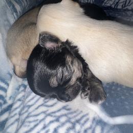 Chihuahua Puppies from Wild Mountain Chihuahuas