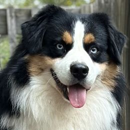 Maverick - Miniature Australian Shepherd