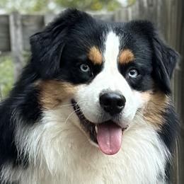 Maverick - Miniature Australian Shepherd