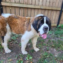 Maple - Mahogany and white female Saint Bernard puppy in Brandon, South Dakota from Split Rock Saints