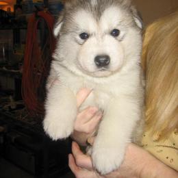 Alaskan Malamute Puppies from Bonnie McMahon's Alaskan Malamutes