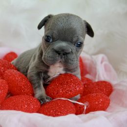 French Bulldog Puppies from Brandi Alsip