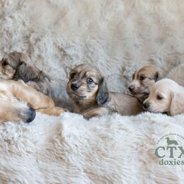 Dachshund Puppies from CTX Doxies