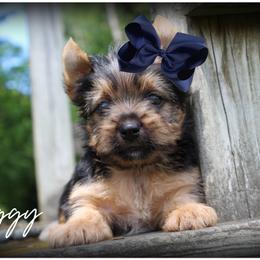 Ziggy - Black and tan male Yorkshire Terrier puppy in Warren, Michigan from Danielle's Yorkie Babies