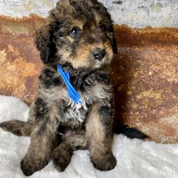 Boy 1 - Sable Bernedoodle puppy in Midland, Texas from Southern Oak Breeders LLC