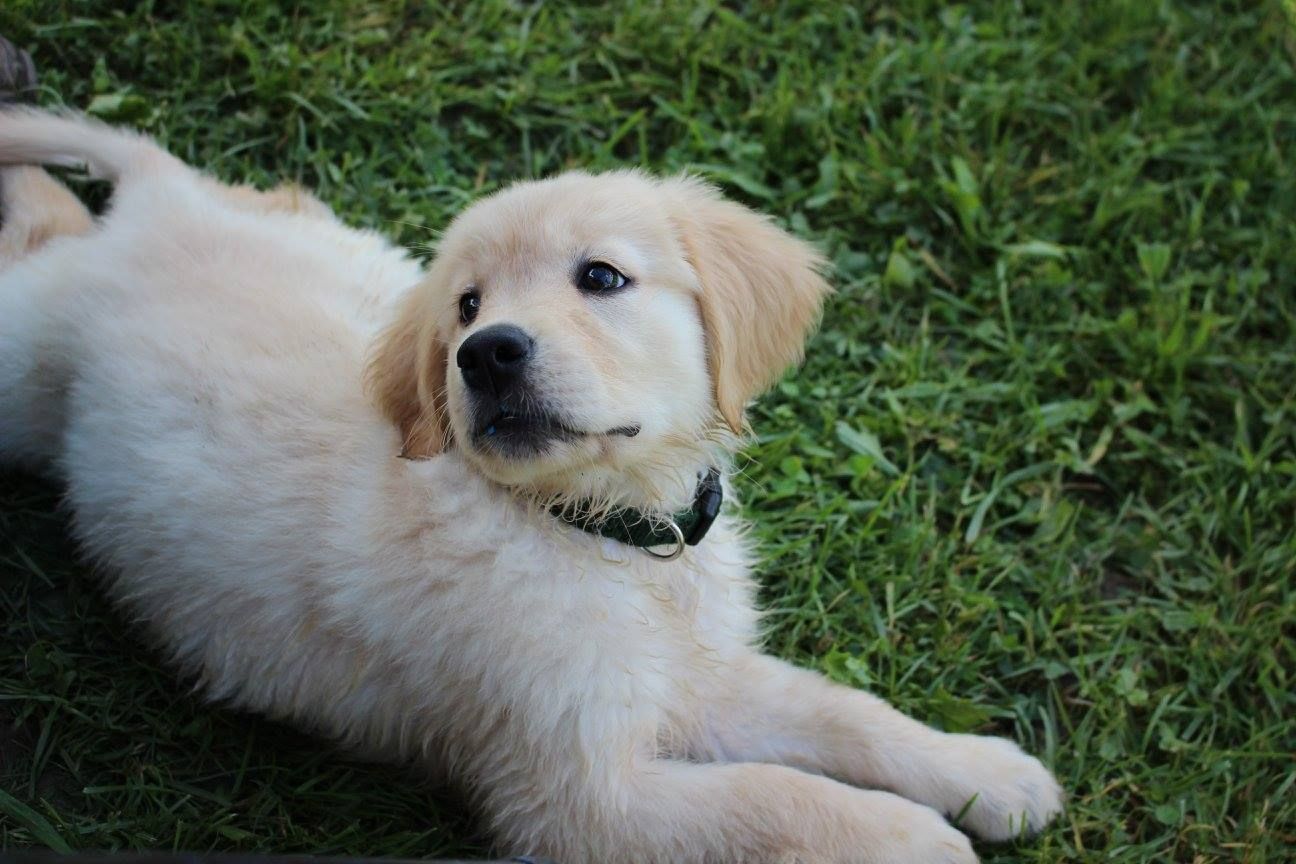 Oceans Breeze Golden Retrievers in Vermont | Golden Retriever puppies ...