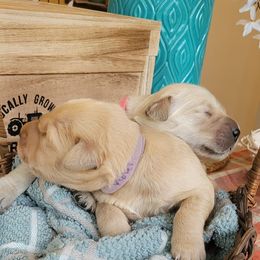 Golden Retriever Puppies from Golden Coast Kennels