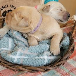 Golden Retriever Puppies from Golden Coast Kennels