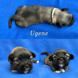 Ugene - Cream male Lhasa Apso puppy in Cincinnati, Ohio from Shangri-La Lhasa Apsos