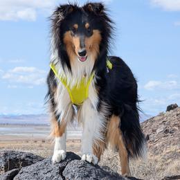 Lavender - Scottish Collie puppy in Lynden, Washington from Woodpecker Farm