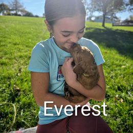 Everest - Red  male Goldendoodle puppy in Red Oak, Iowa from Fisher Pups-Stay Golden with a Doodle