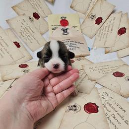 Fleur Delacour- Docked tail - Sable female Pembroke Welsh Corgi puppy in Deming, New Mexico from Dragon Ridge Corgis