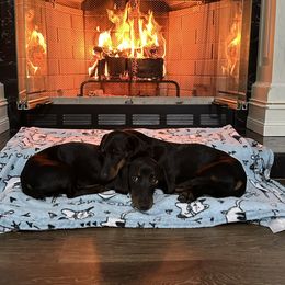 Lil Baby - Dachshund