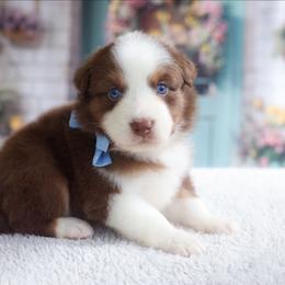 Harbor - Red tri-color male Australian Shepherd puppy in Georgetown, Texas from River Reign Australian Shepherds