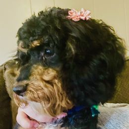 Luna - Cockapoo
