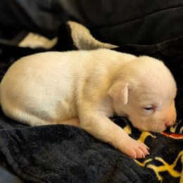 Mr. Freeze - Black male American Staffordshire Terrier puppy in Conley, Georgia from Cicero Kennels