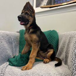 German Shepherd Puppies from Zwinger vom Schneider Wald