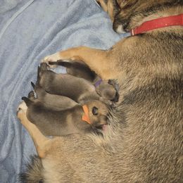 Swedish Vallhund puppies from Skyfyre Swedish Vallhunds