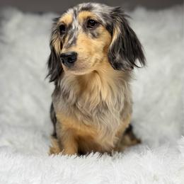 Koda - Dapple female Dachshund puppy in Goodyear, Arizona from D&C Royal Dachshunds LLC