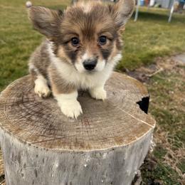 Orange - Red female Pembroke Welsh Corgi puppy in Eltopia, Washington from PNW Pup Co.