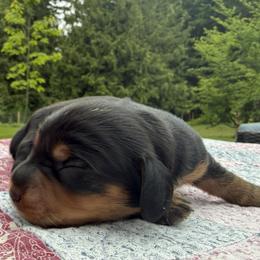 Boy 1 - Black and tan male Dachshund puppy in Kingston, Washington from Little Doxie Farm