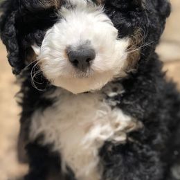 Bernedoodles and Cavapoos from Cascade Springs Doodles