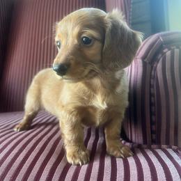 Sandy - Wheaten female Dachshund puppy in Arthur, Illinois from Chupp’s Puppies