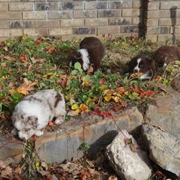 Australian Shepherd Puppies from Big Sky Aussies