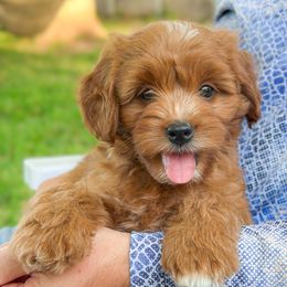 Naomi - Red female Bernedoodle puppy in Pledger, Texas from Sugarbear Cockapoos
