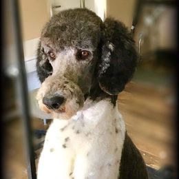 Bandit - Poodle