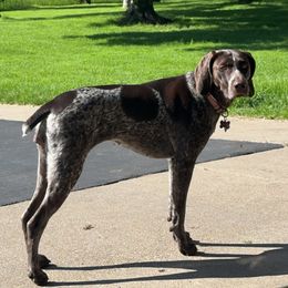 Beth - German Shorthaired Pointer