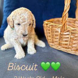 Biscuit - Cream male Goldendoodle puppy in Hamilton, Alabama from Sweet Doodles of Alabama