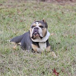 Bulldogs from Rebelxotics Bulldogs