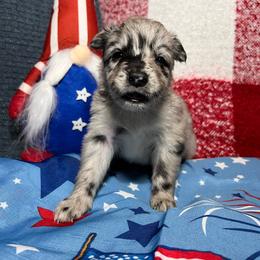 Birdie - Blue merle female Australian Shepherd puppy in Rose Hill, North Carolina from Motega Australian Shepherds