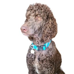 Mocha - Poodle