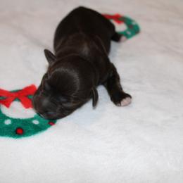 Boy 3 - Liver male Miniature Schnauzer puppy in Santa Ana, California from Thehood_weenies