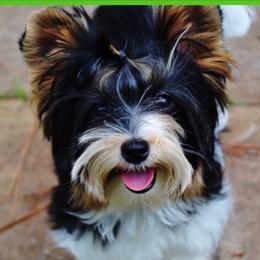 Charlie  - Biewer Terrier