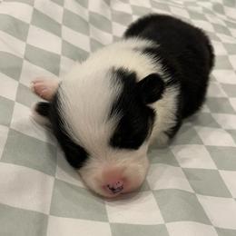 Nova - Black and tan female American Corgi puppy in Waco, Texas from The Comma Corgis