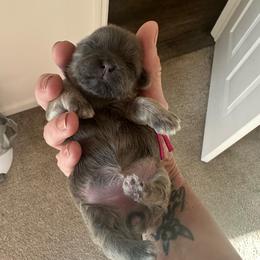 Rei - Blue female Shih Tzu puppy in Kettering, Ohio from LaDawn’s Little Lions